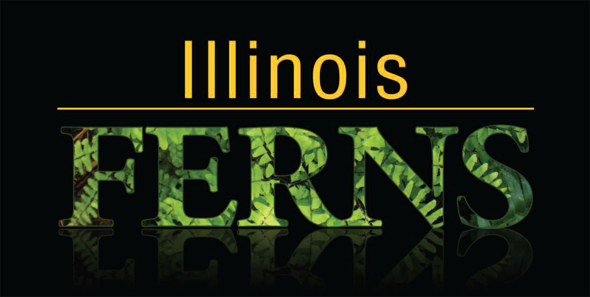Illinois Ferns Banner