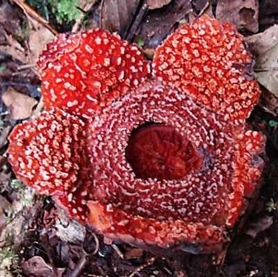 Rafflesia verrucosa