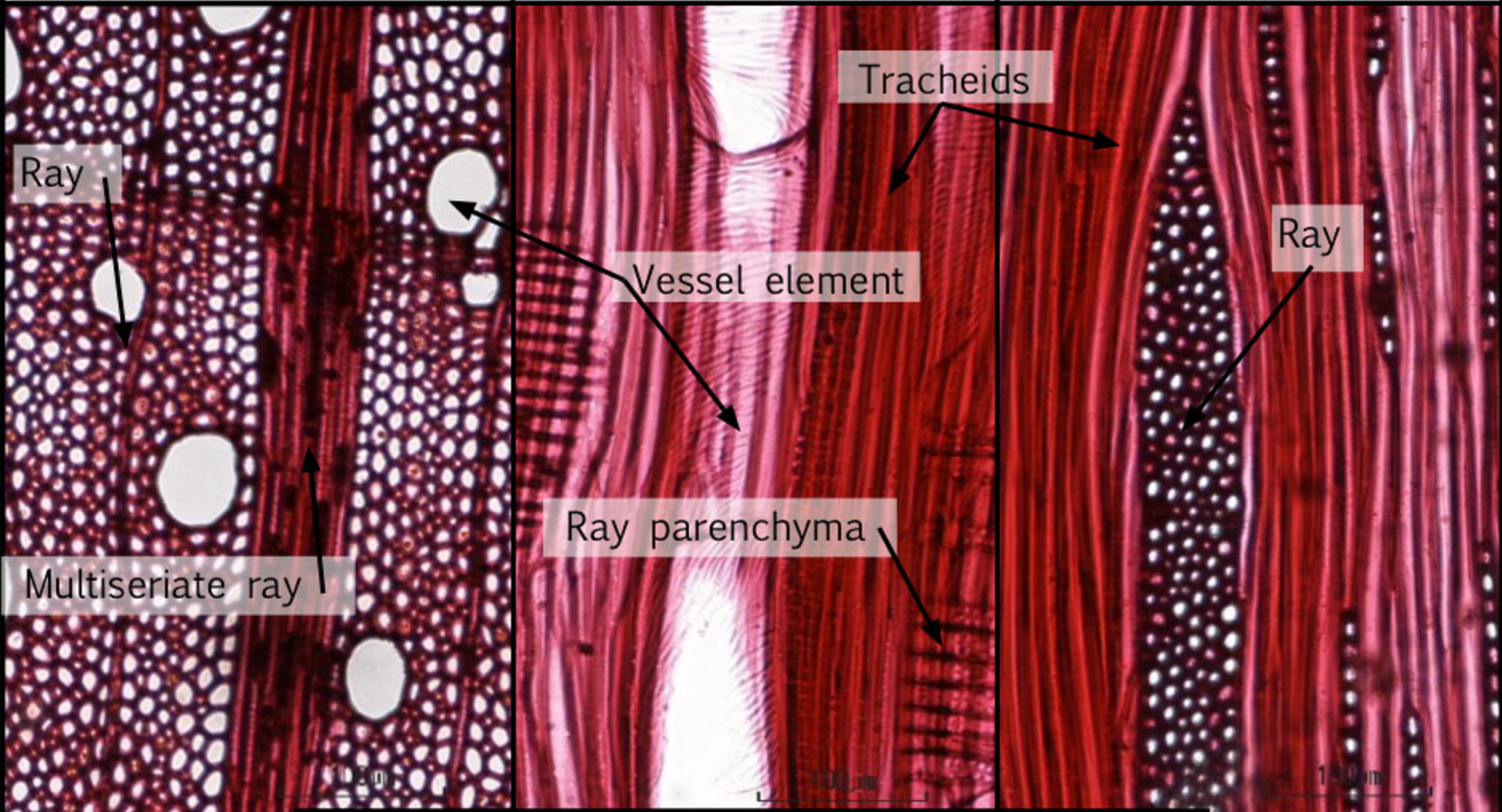 stem tracheids fibers vessels