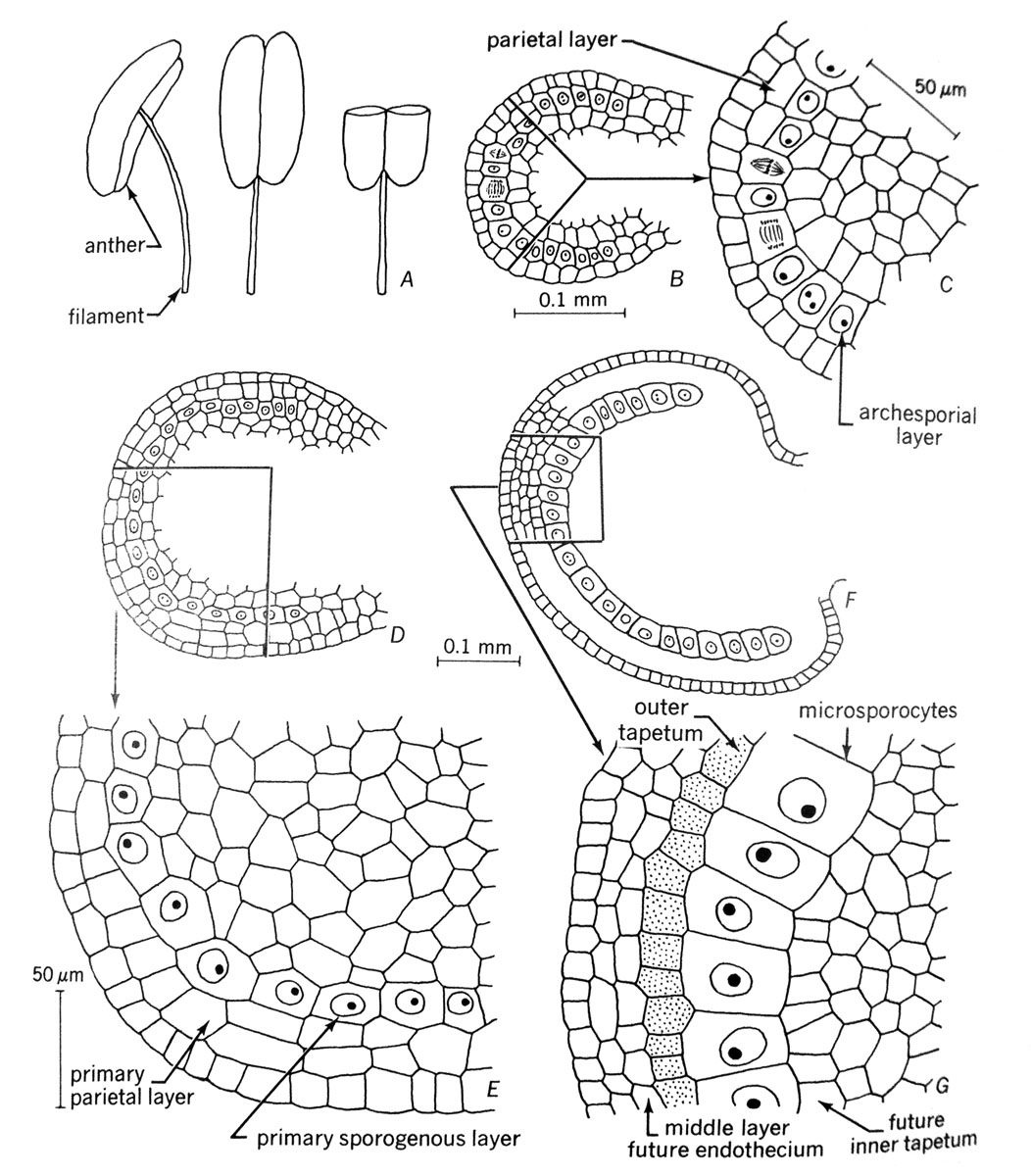 Lecture 22 Flower Reproductive Cycle Lecture 22 Flower Reproductive Cycle
