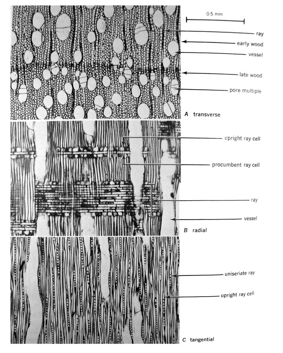 Frontiers | Relationships Between Wood-Anatomical Features and Resistance  Drilling Density in Norway Spruce and European Beech