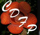 Co's Digital Flora of the Philippines icon