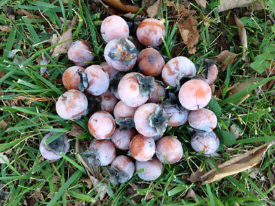 persimmon fruits