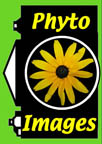 PhytoImages Logo